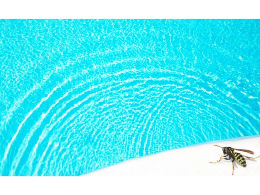 Comment éloigner les insectes de la piscine ?